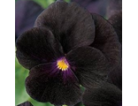 Виола мелкоцветковая  Sorbet black delight