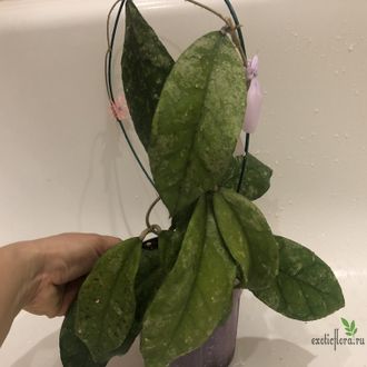 Hoya sp.Bahoi