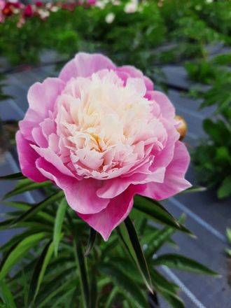 Paeonia Silver daubed