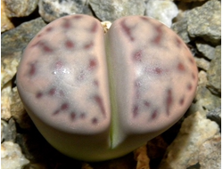 Lithops dinteri (Литопс Динтера)