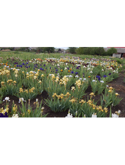 НАБОРЫ  НА  ВЕСНУ И АВГУСТ  2026года