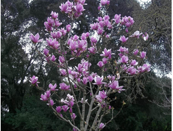 Магнолия Суланжа (Magnolia soulangeana)