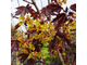 Роял Ред клён остролистный (Acer platanoides Royal Red)