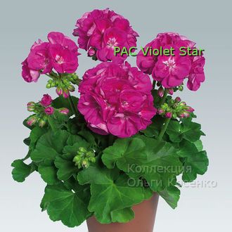 PAC Violet Star PAC Violet Star
