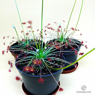 Drosera "Paradoxa"