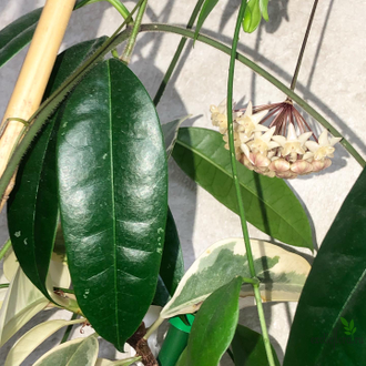 Hoya thuathienhuensis