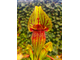 Sarracenia x alata x catesbaei