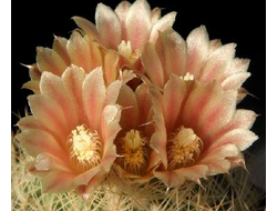 Escobaria roseana P 268 - 5 семян