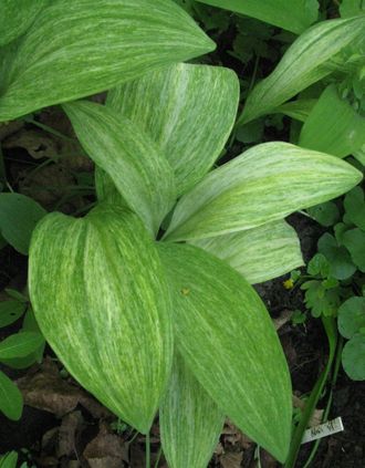 Allium ochotense &#039;Chiri Fu&#039;