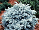 Picea pungens Glauka Globosa