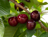 Вишня "Чернокорка"