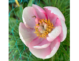 Paeonia h. “Lovely Edda”