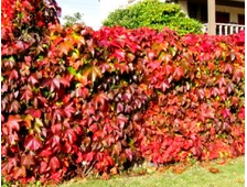 Девичий виноград