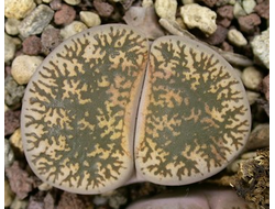 Lithops lesliei (Kimberley form) C341 pale form (MG) - 10 семян