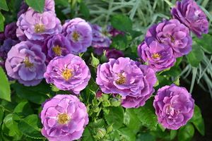 Голубая Рапсодия (Rhapsody in Blue) роза, ОКС Голубая Рапсодия (Rhapsody in Blue) роза, ОКС