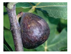 Stemone 9023501 (GIVAUDAN)