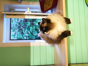 Невская Маскарадная Маркиза