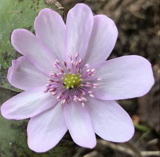 Hepatica transilvanica Liliciana