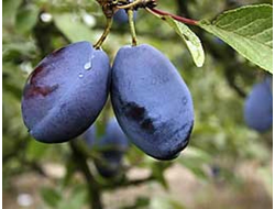 PRUNELLA FIRMENICH 975617