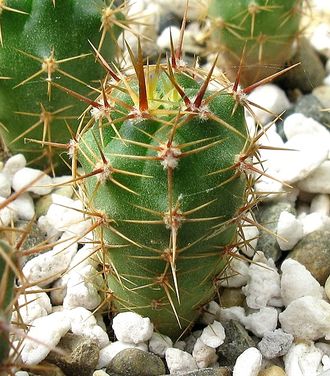 Gymnocalycium horridispinum