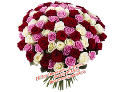 101 роза букет розово-бордовый Микс