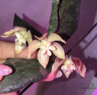 Hoya Undulata short leaves