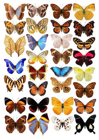 Бабочки -5