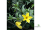 Алламанда карликовая (Allamanda sp.‘Silver leaf’ (yellow flower)