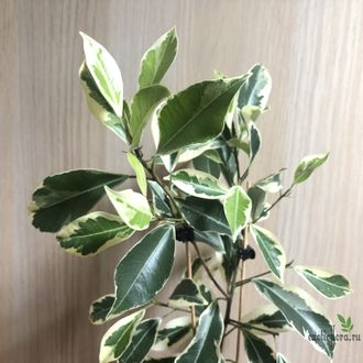 Ficus retusa Hawaii = Ficus microcarpa Nitida Hawaii / фикус ретуза нитида гавайи