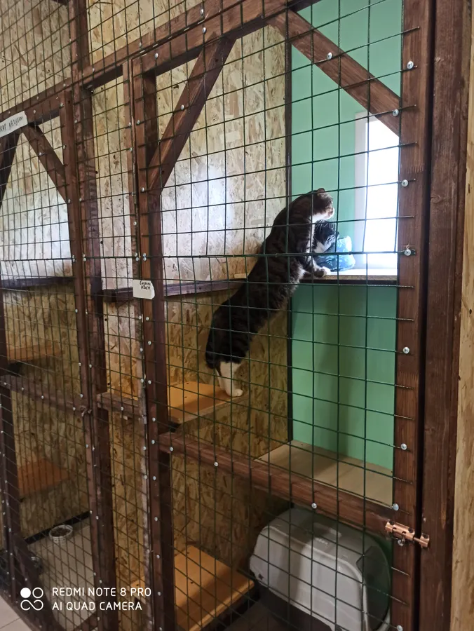 Чёрно-белая Киса в "Люксе"