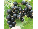 ЮБИЛЕЙНАЯ КОПАНЯ крупноплодная(3-4г),десертная, высокоурожайная черная смородина
