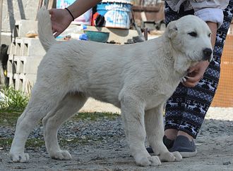 Кобель №2. ХАМАДАН. Продан.