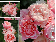0437 Осень2023 Дафна, Восточный фарфор (Daphne, Porcelaine d Orient)  (Японская роза)