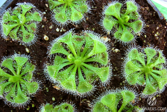 Drosera "Burmannii"