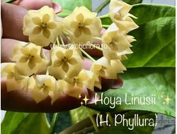 Hoya Linusii / Hoya Phyllura