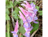 Corydalis solida ”Афина”