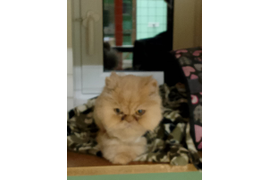 Бабушка Печенька