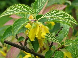 Форзиция корейская Комсан (Forsythia koreana Kumson)