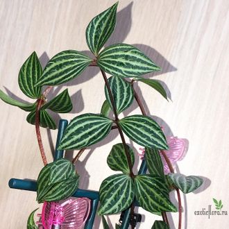 Peperomia Puteolata (Пеперомия Ямчатая)