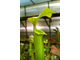 Sarracenia Alata hybrid 3
