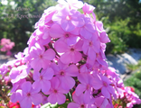 Флокс Hesperis (Хесперис)