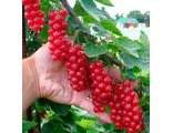 Смородина красная Голландская красная (С5)
