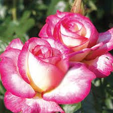 Хендель (Handel) клаймбер. McGredy Хендель (Handel) клаймбер. McGredy