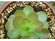 Pinguicula Sethos