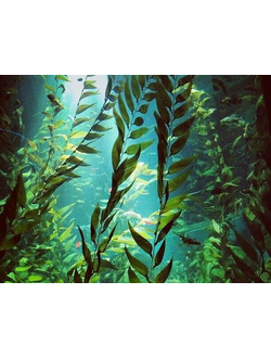 Seaweed base KAE / Водоросли база