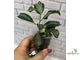 Ficus  diversifolia variegata / фикус дельтовидный вариегатный