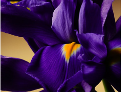 Ирис эфирное масло 8% иронов (Iris germanica L.)