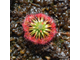 Drosera "Occidentalis var. microscapa"