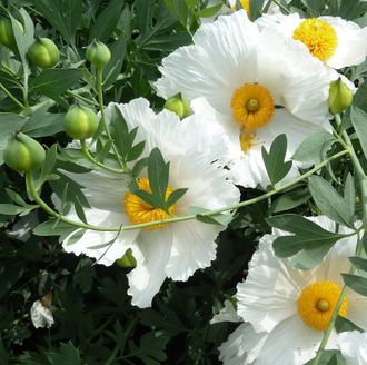 Romneya coulteri Ромнея Культера. Древовидный калифорнийский мак