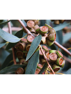 Eucalyptus Globulus (Эвкалипт шаровидный 100% эфирное масло) Австралия